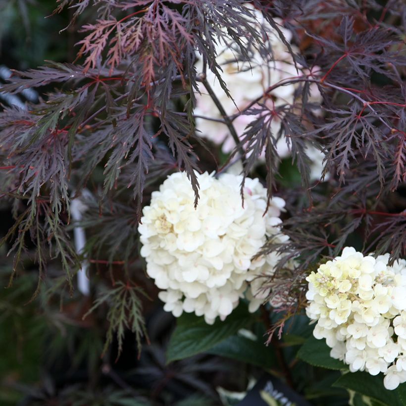 Erable du Japon - Acer palmatum Inaba-Shidare (Plant habit)