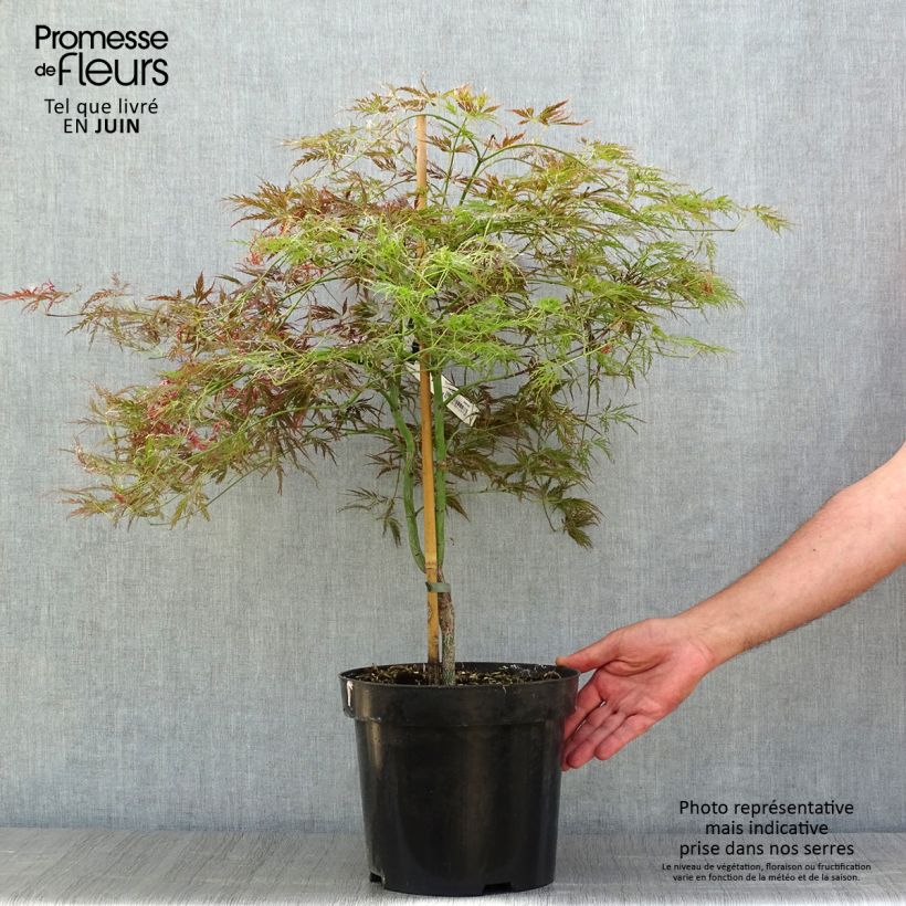 Example of Erable du Japon - Acer palmatum Ornatum Pot de 7,5L/10L as you get in ete