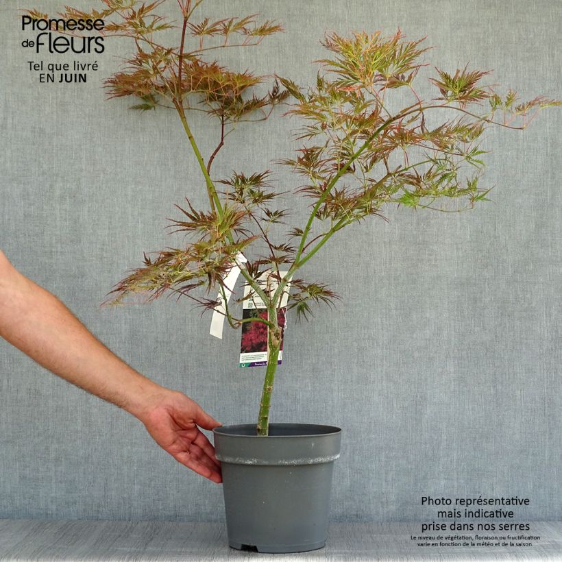 Example of Erable du Japon - Acer palmatum Ornatum Pot de 4L/5L as you get in ete