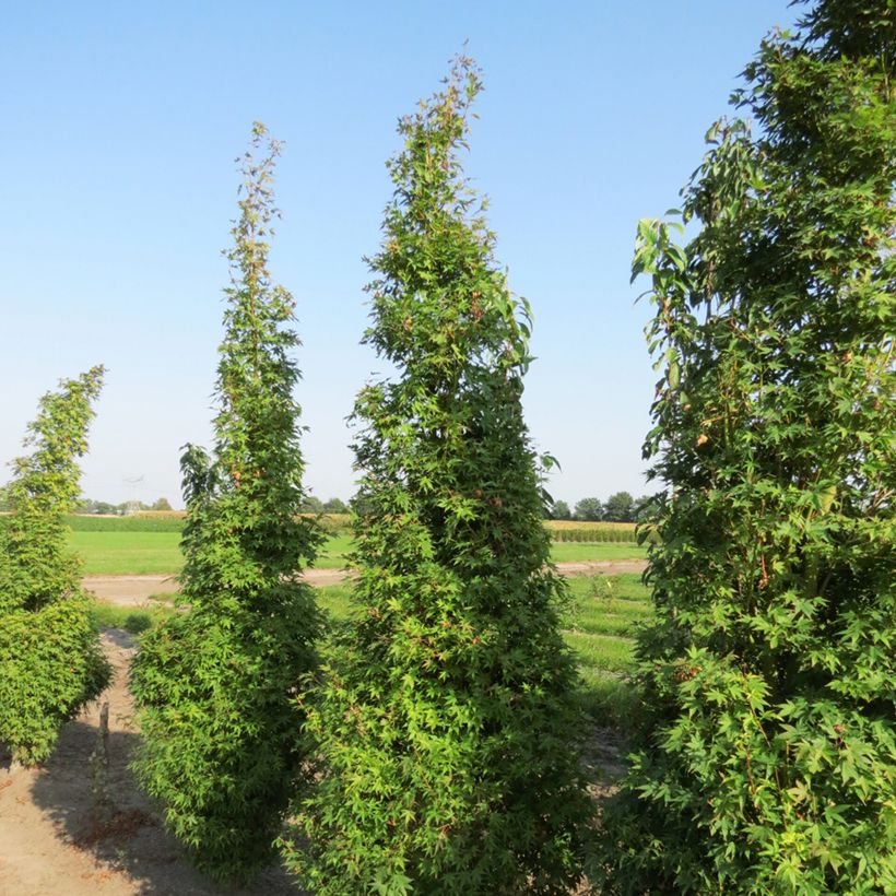 Erable du Japon - Acer palmatum Tsukasa Silhouette (Plant habit)