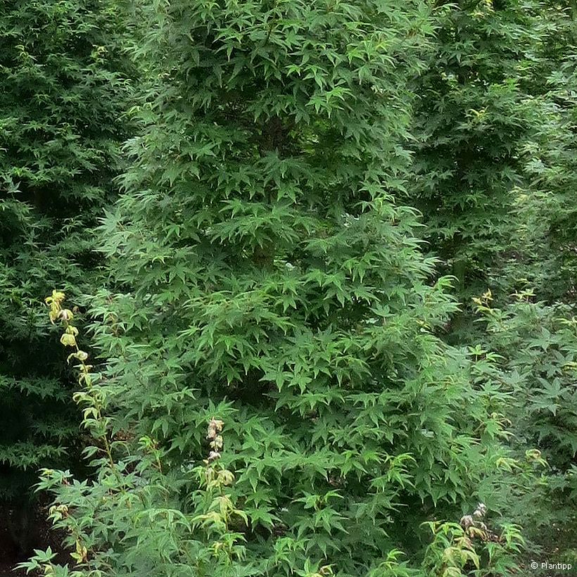Erable du Japon - Acer palmatum Tsukasa Silhouette (Foliage)