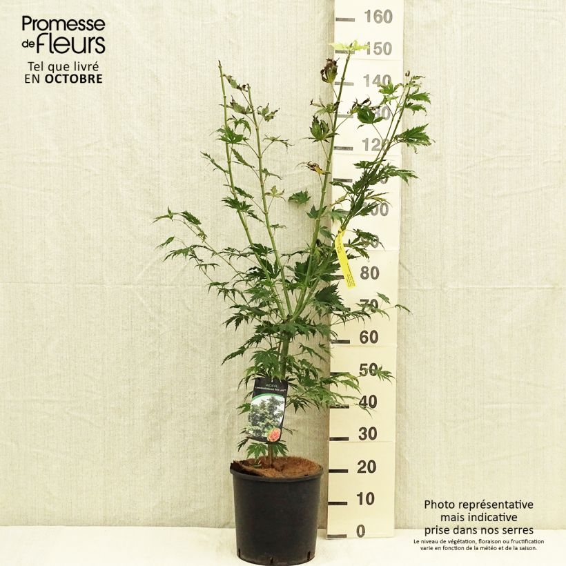 Example of Erable du Japon - Acer pseudosieboldianum North Wind Pot de 12L/15L as you get in automne