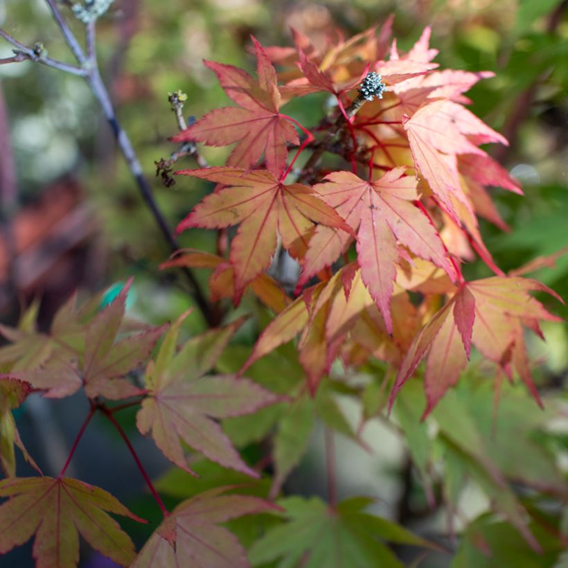 Erable du Japon - Acer shirasawanum Moonrise (Foliage)