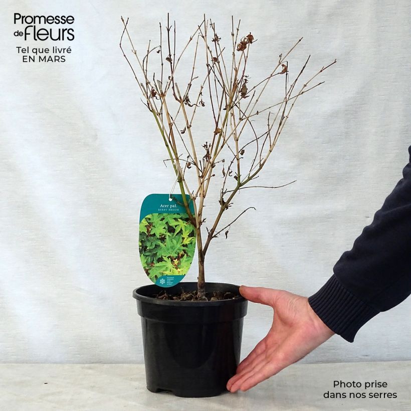 Example of Erable du Japon nain - Acer palmatum Berry Broom Pot de 2L/3L as you get in printemps