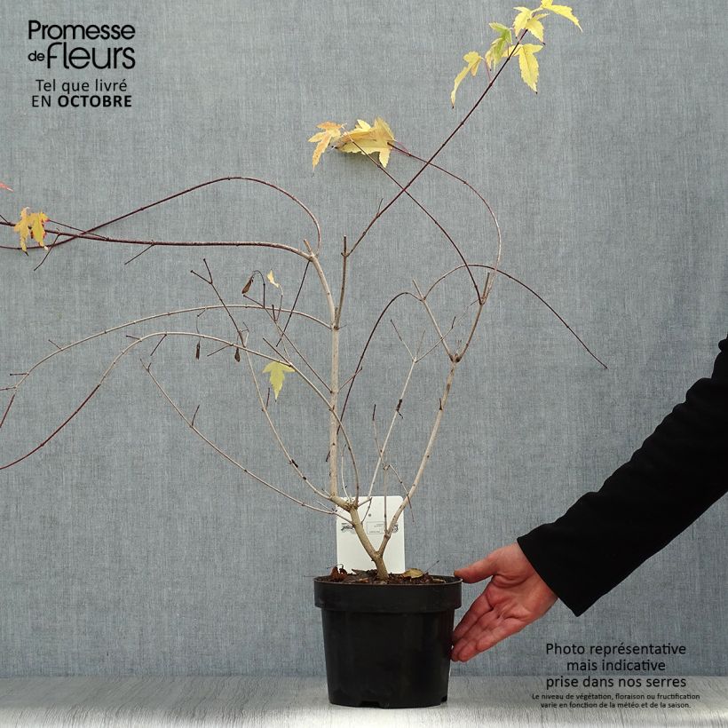 Example of Erable du fleuve Amour - Acer ginnala Bailey Compact Pot de 3L/4L as you get in automne