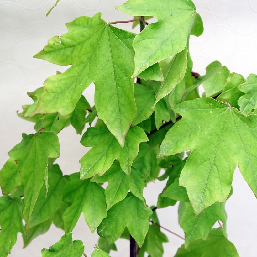 Erable hybride - Acer x orientalia Minorient (Foliage)