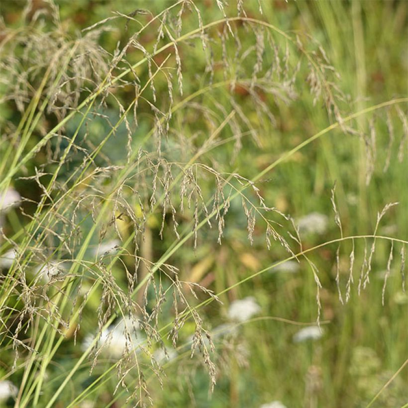 Eragrostis curvula - Herbe d'amour (Flowering)