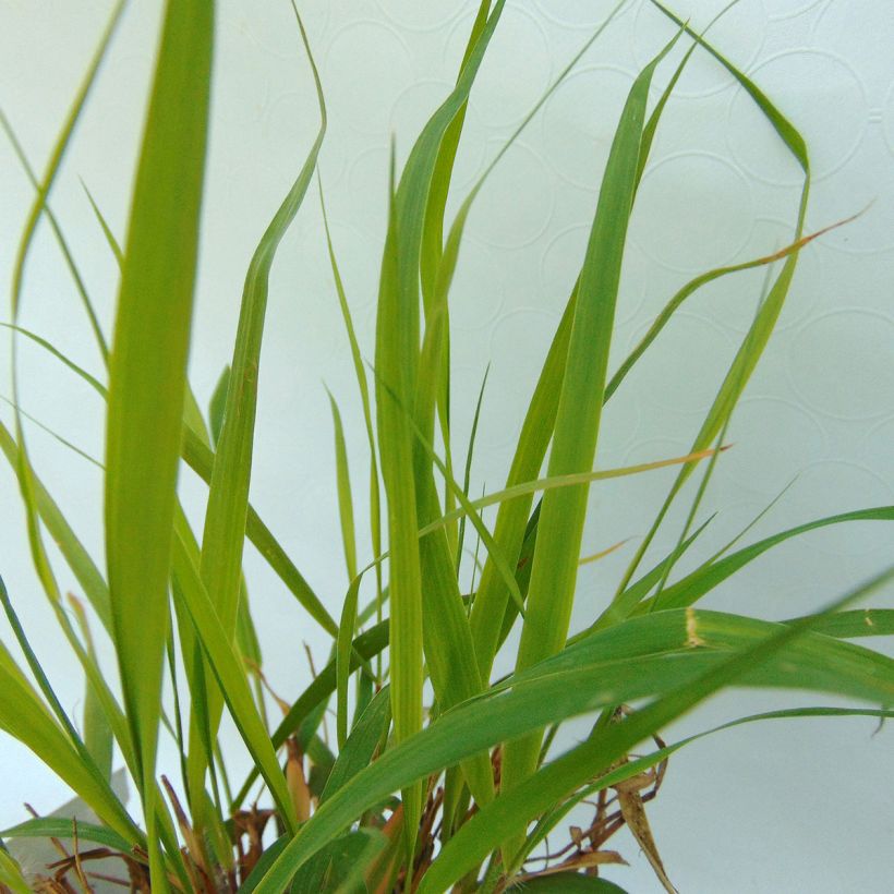 Eragrostis spectabilis - Herbe d'amour (Foliage)
