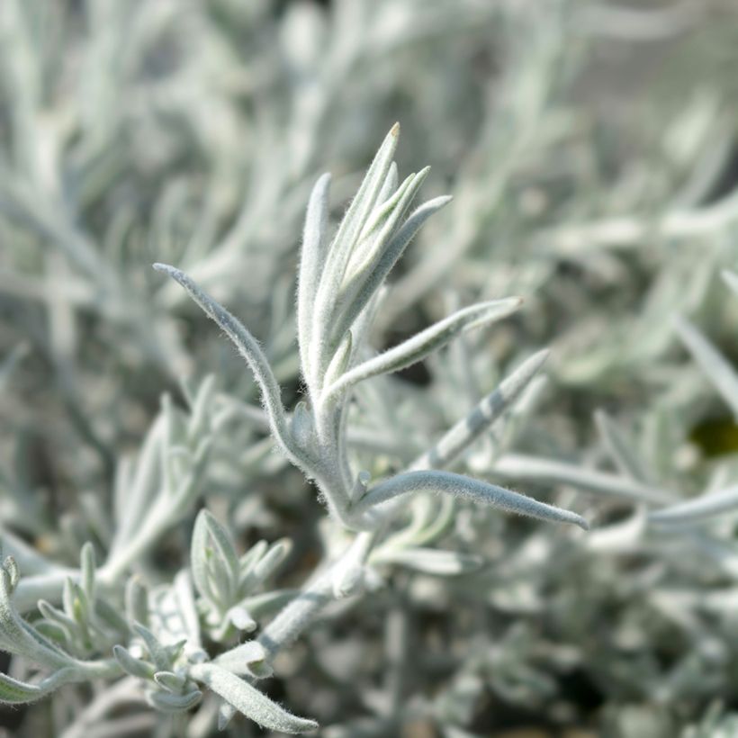 Eremophila Beryl's Blue - Eremophile  (Foliage)