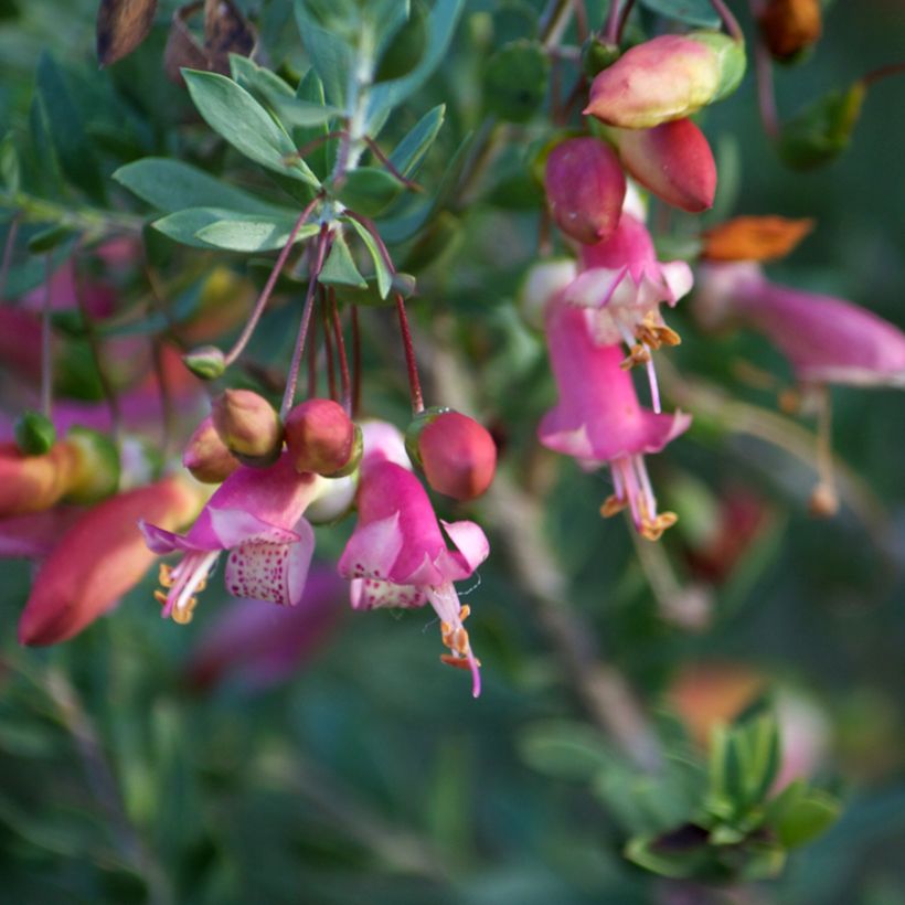 Eremophila maculata - Erémophile tacheté (Flowering)