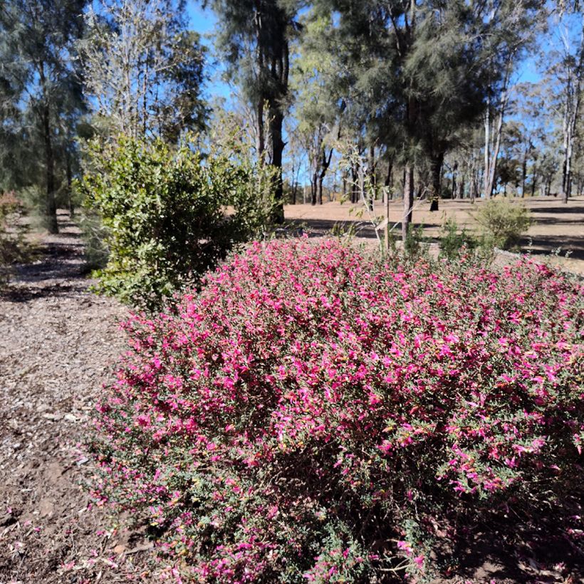 Eremophila maculata - Erémophile tacheté (Plant habit)