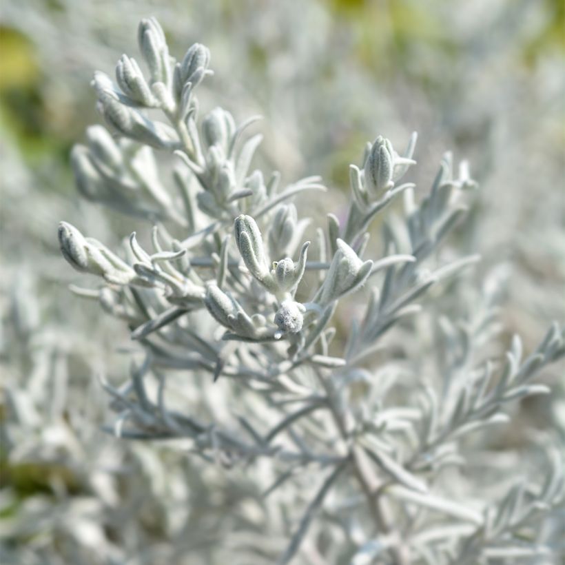 Eremophila nivea - Eremophile soyeuse (Foliage)