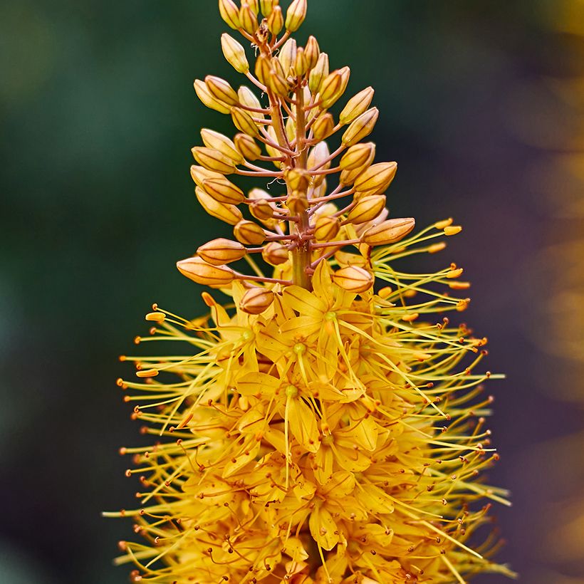 Eremurus Brun - Lis des steppes (Flowering)