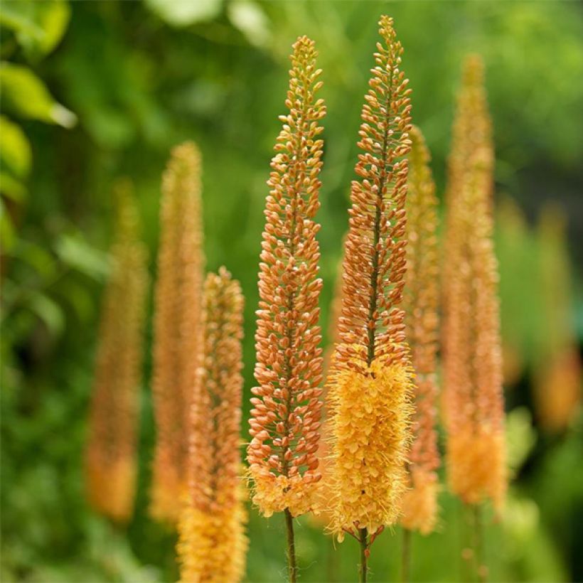Eremurus Pinokkio - Lis des steppes (Flowering)