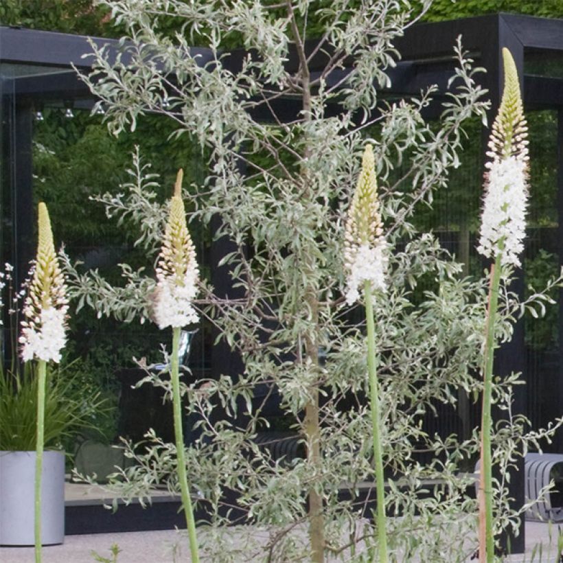 Eremurus White Beauty Favourite - Lis des steppes (Flowering)