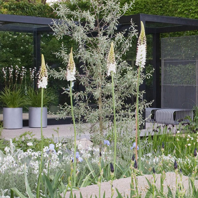 Eremurus White Beauty Favourite - Lis des steppes (Plant habit)