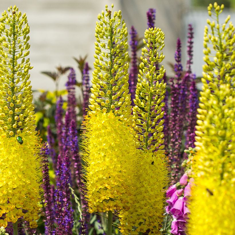 Eremurus bungeï - Lis des steppes (Flowering)