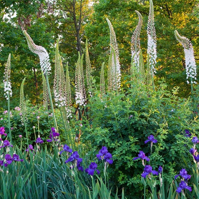 Eremurus himalaïcus - Lis des steppes (Flowering)