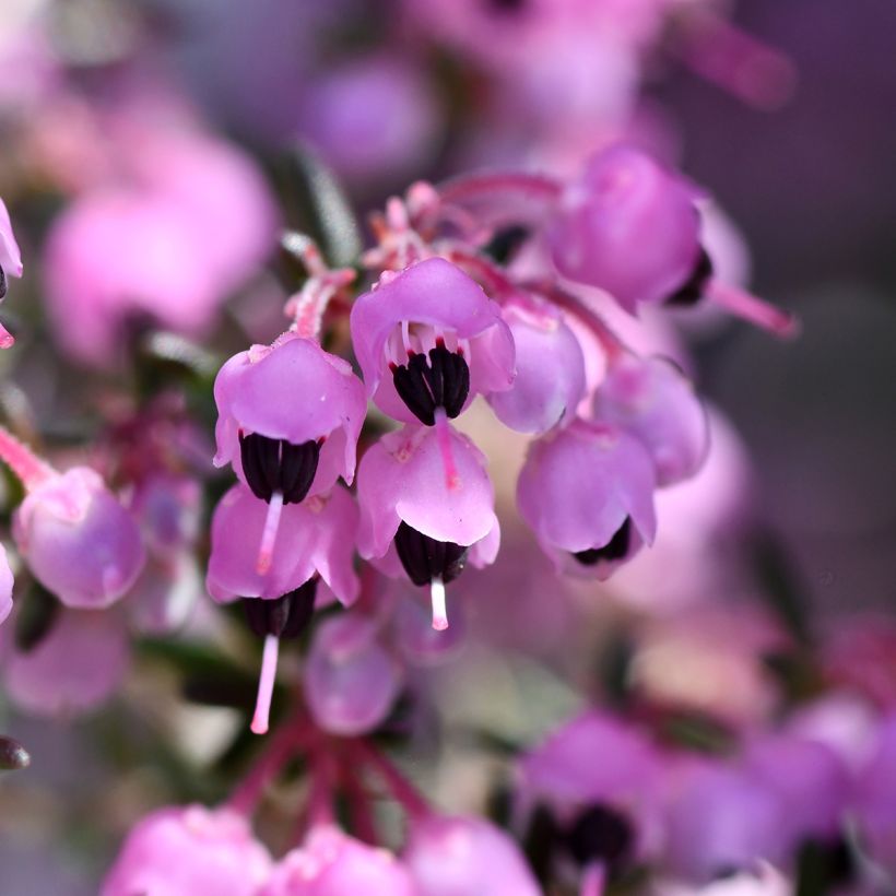 Erica canaliculata - Bruyère arbustive de Noël (Flowering)
