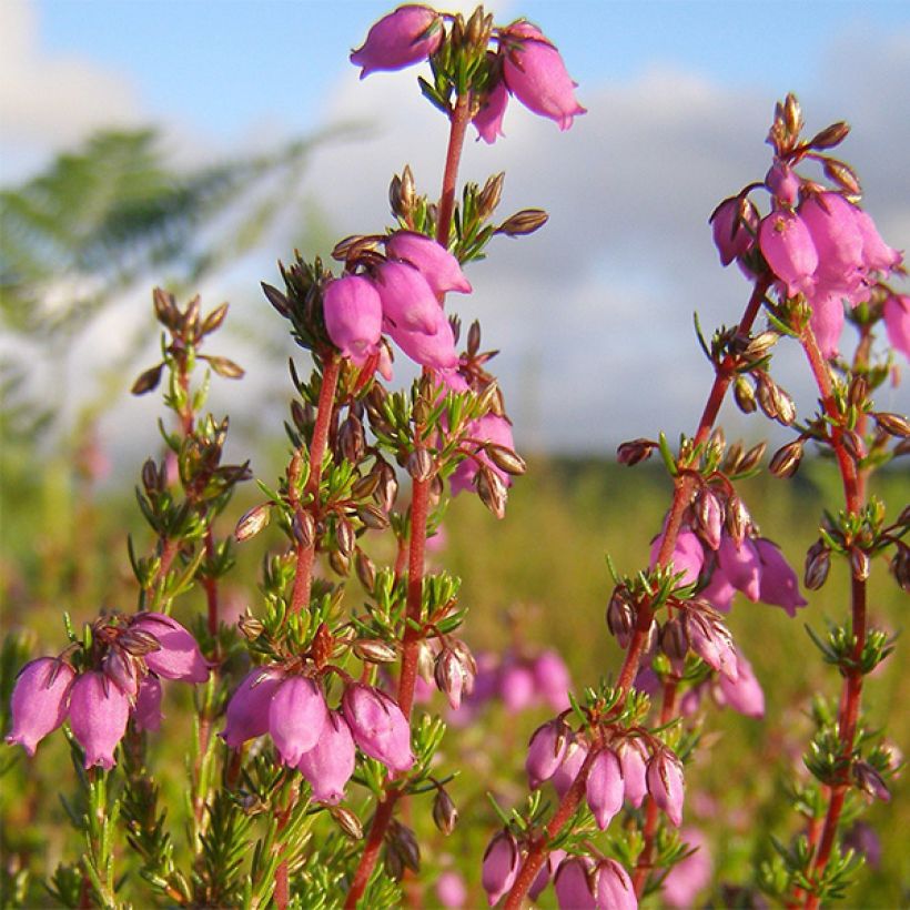 Bruyère cendrée - Erica cinerea Rosa Bella (Flowering)