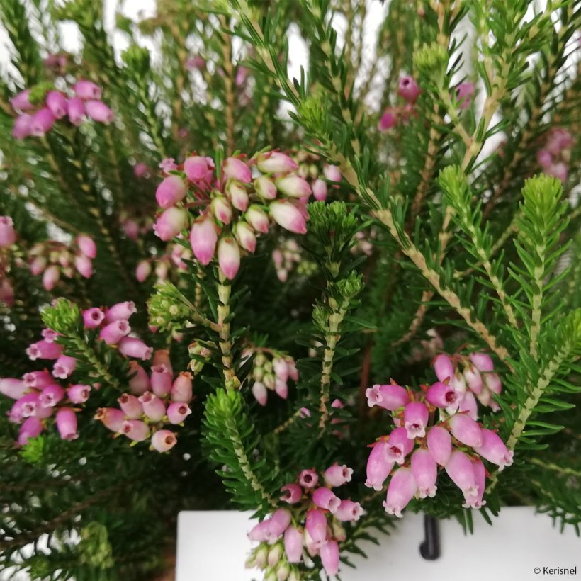 Erica terminalis - Bruyère de Corse (Flowering)