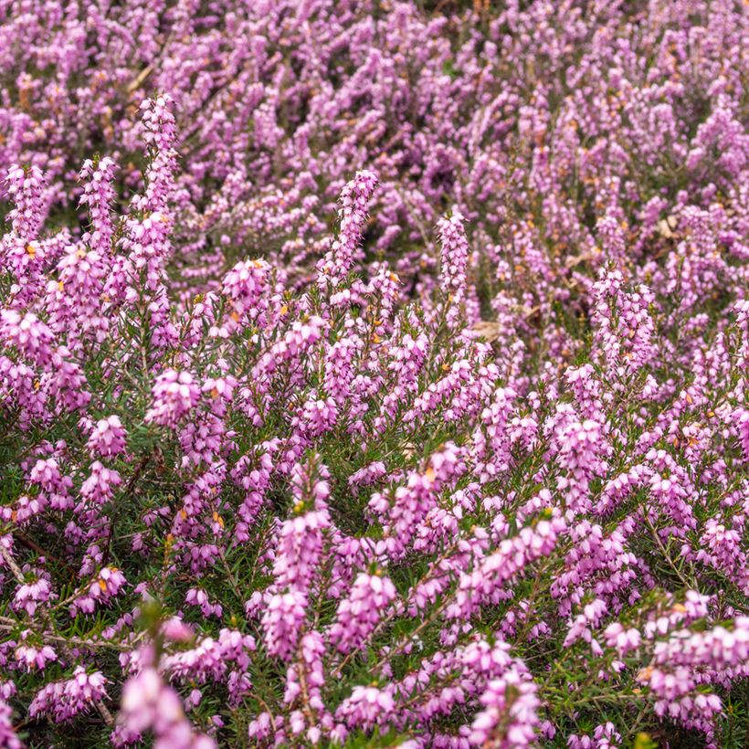 Erica terminalis - Bruyère de Corse (Plant habit)