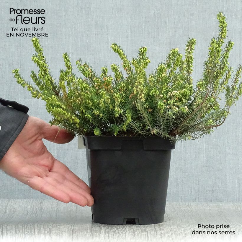 Example of Erica x darleyensis Spring Surprise, bruyère Pot de 2L/3L as you get in automne