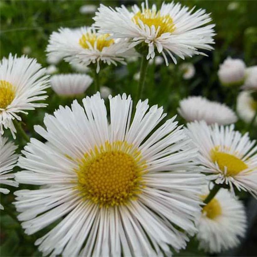Erigeron Professor Korodi - Vergerette (Flowering)