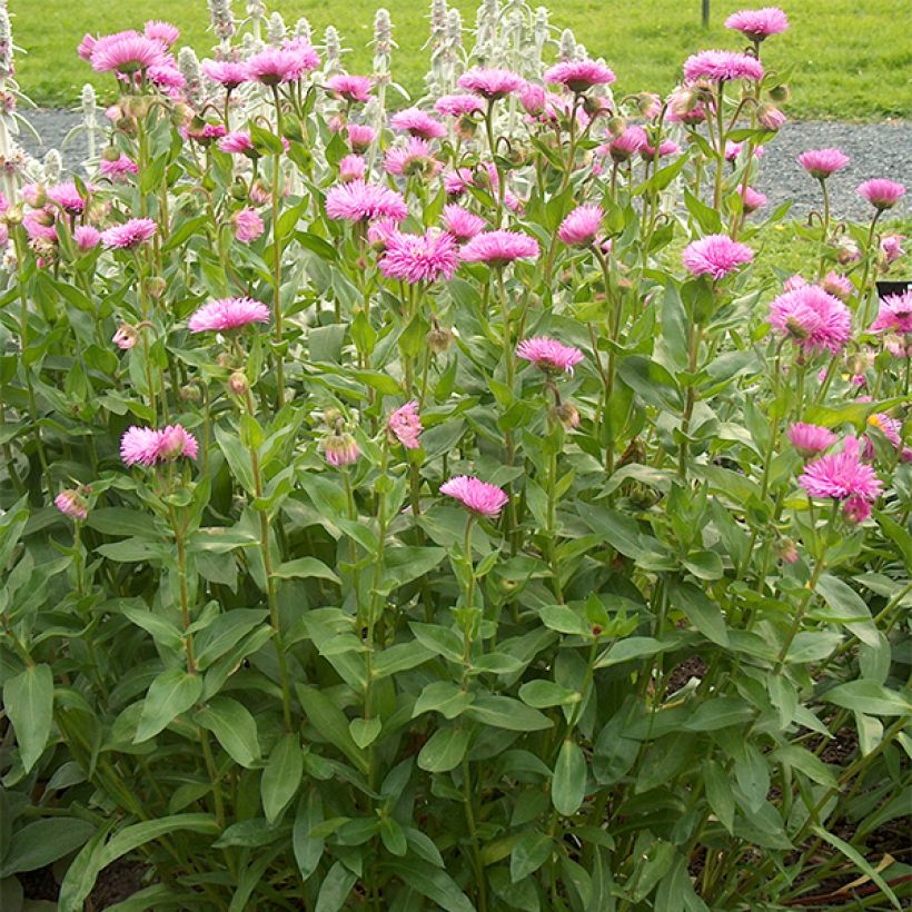 Erigeron Rosa Jewel - Vergerette (Plant habit)