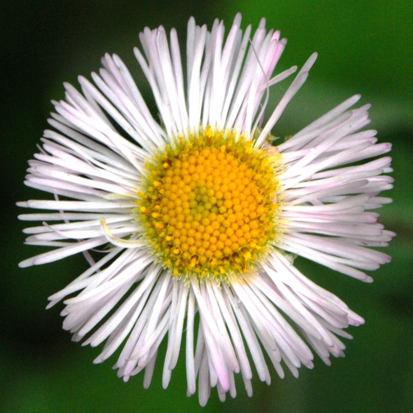 Erigeron annus, Vergerette (Flowering)