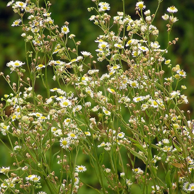 Erigeron annus, Vergerette (Plant habit)
