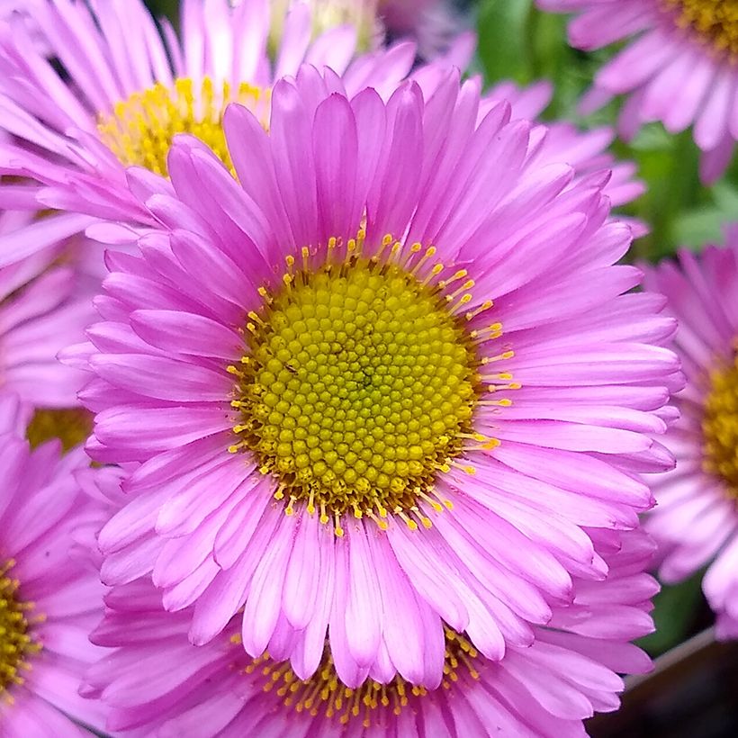 Erigeron glaucus Sea Breeze - Vergerette glauque (Flowering)