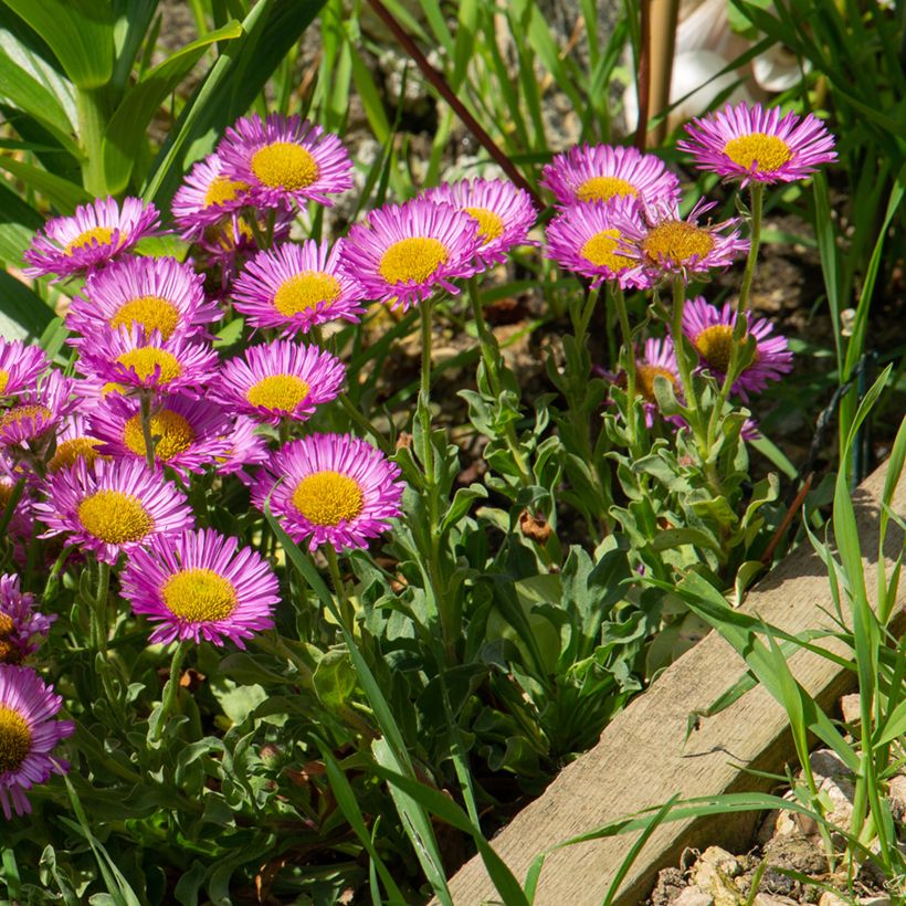 Erigeron glaucus Sea Breeze - Vergerette glauque (Plant habit)