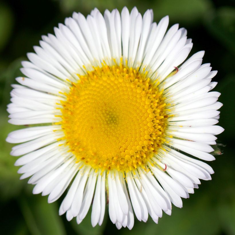 Erigeron glaucus - Vergerette glauque (Flowering)
