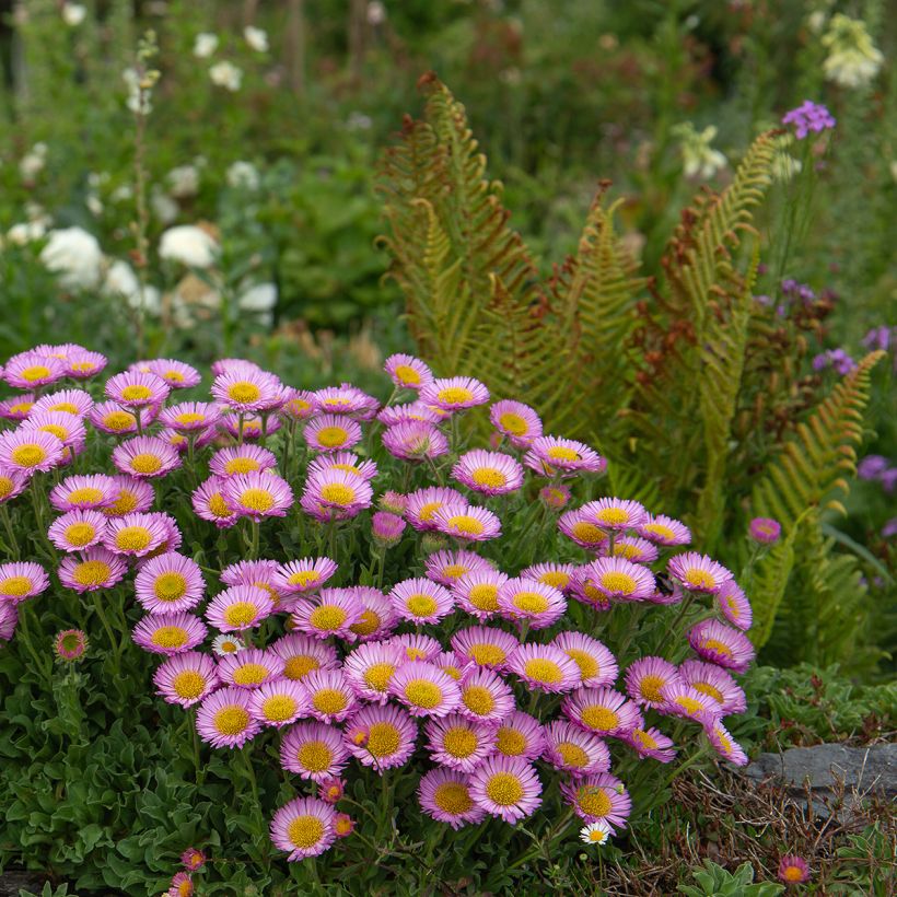 Erigeron glaucus - Vergerette glauque (Plant habit)