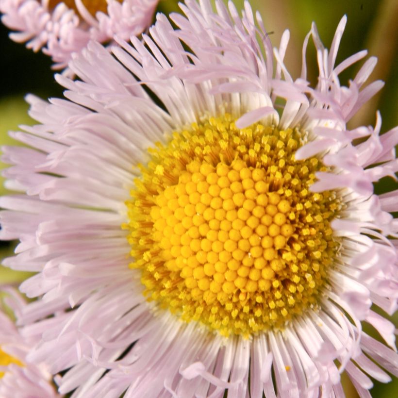 Erigeron philadelphicus, Vergerette (Flowering)