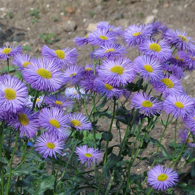 Erigeron speciosus Grandiflorus - Vergerette (Flowering)