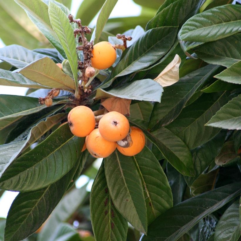Néflier du Japon - Eriobotrya japonica (Foliage)