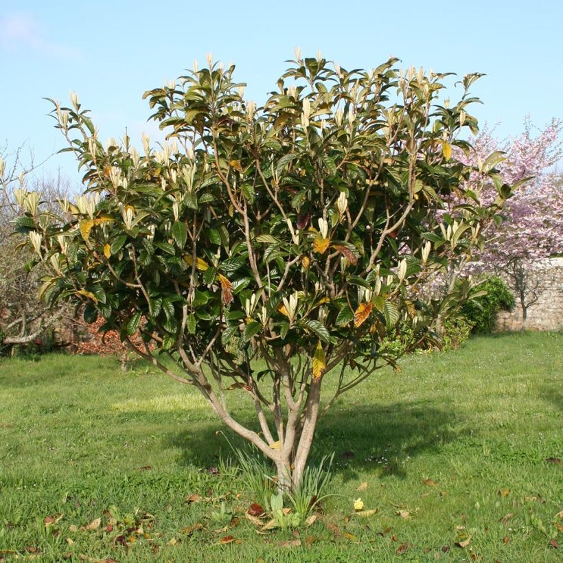 Néflier du Japon - Eriobotrya japonica (Plant habit)