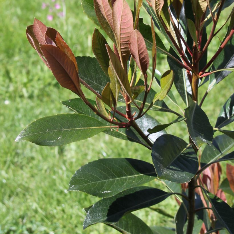 Rhaphiobotrya Coppertone - néflier hybride (Foliage)