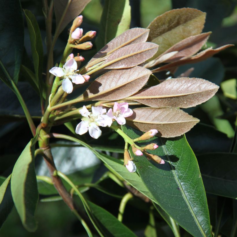 Rhaphiobotrya Coppertone - néflier hybride (Flowering)
