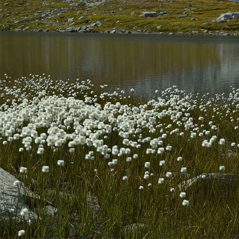 Eriophorum angustifolium - Linaigrette à feuilles étroites (Plant habit)