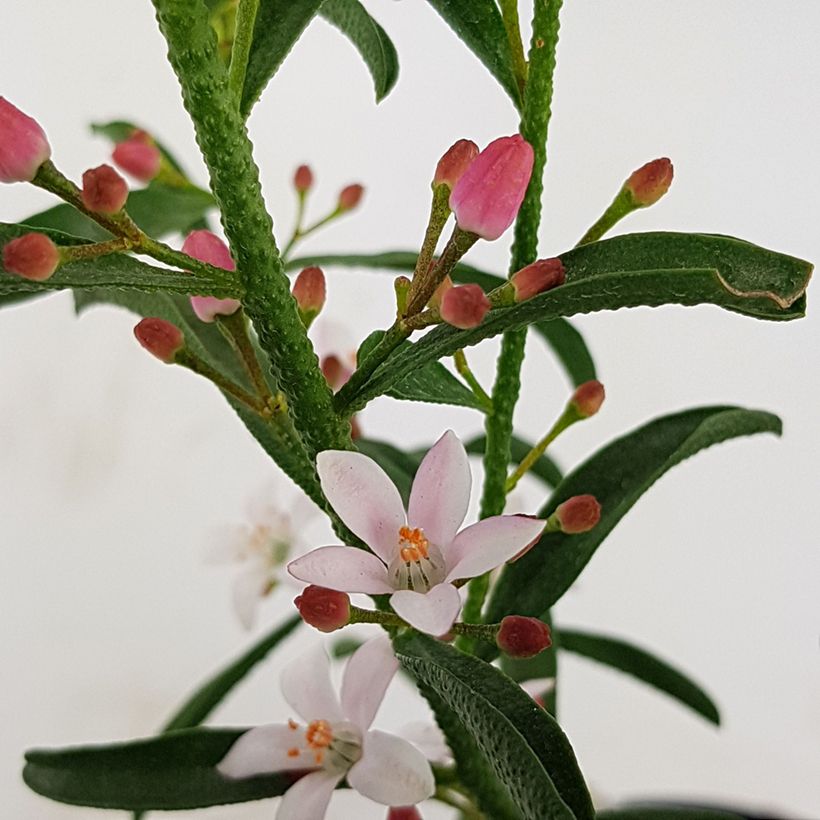 Eriostemon myoporoides Flower Girl Pink - Philotheca (Flowering)