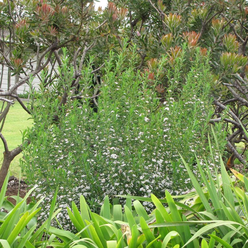 Eriostemon myoporoides - Philotheca (Plant habit)