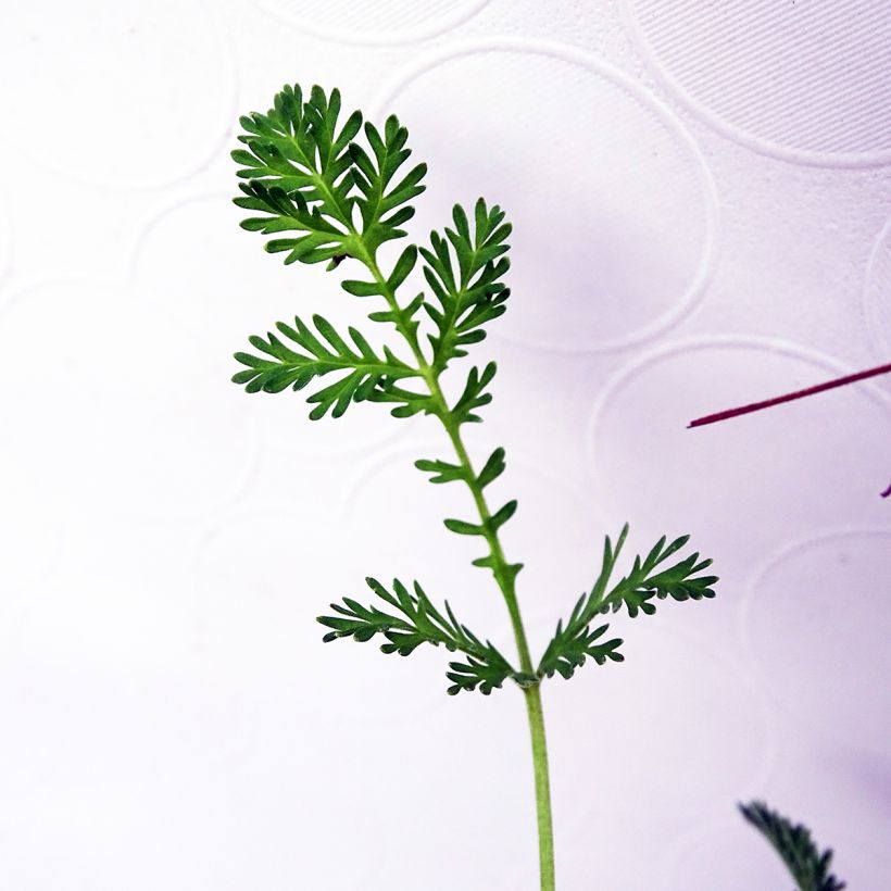 Erodium Stephanie - Bec de héron (Foliage)