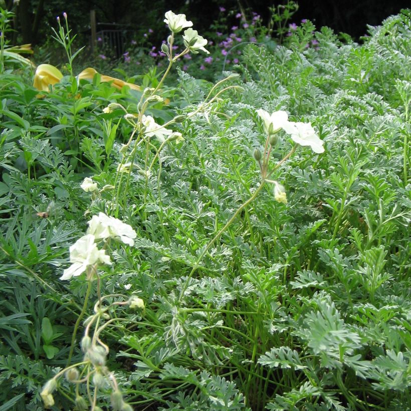 Erodium chrysanthum (Plant habit)