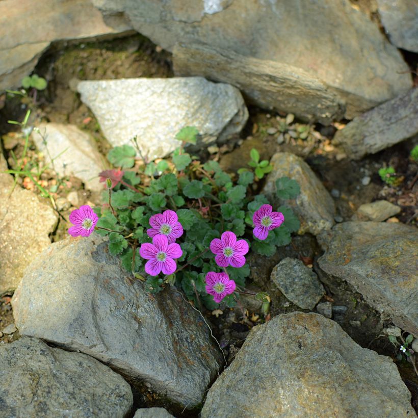 Erodium variabile Bishop's Form (Plant habit)