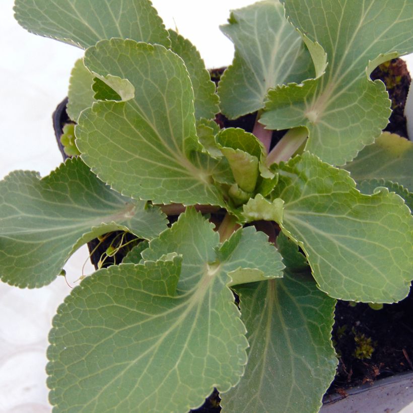 Eryngium Tiny Jackpot - Panicaut (Foliage)