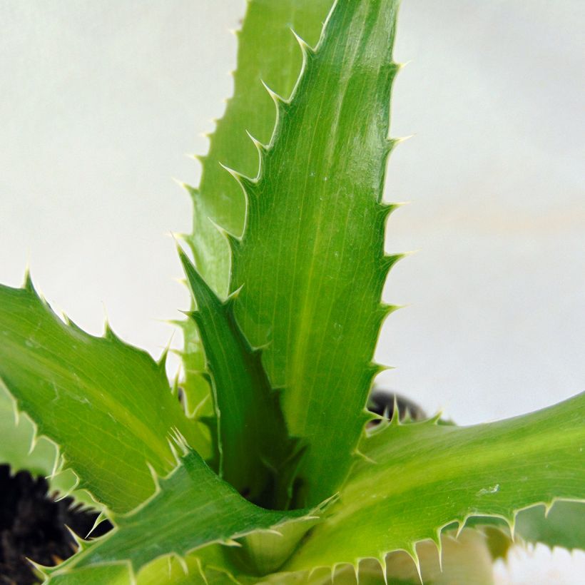 Eryngium agavifolium - Panicaut à feuilles d'Agave (Foliage)