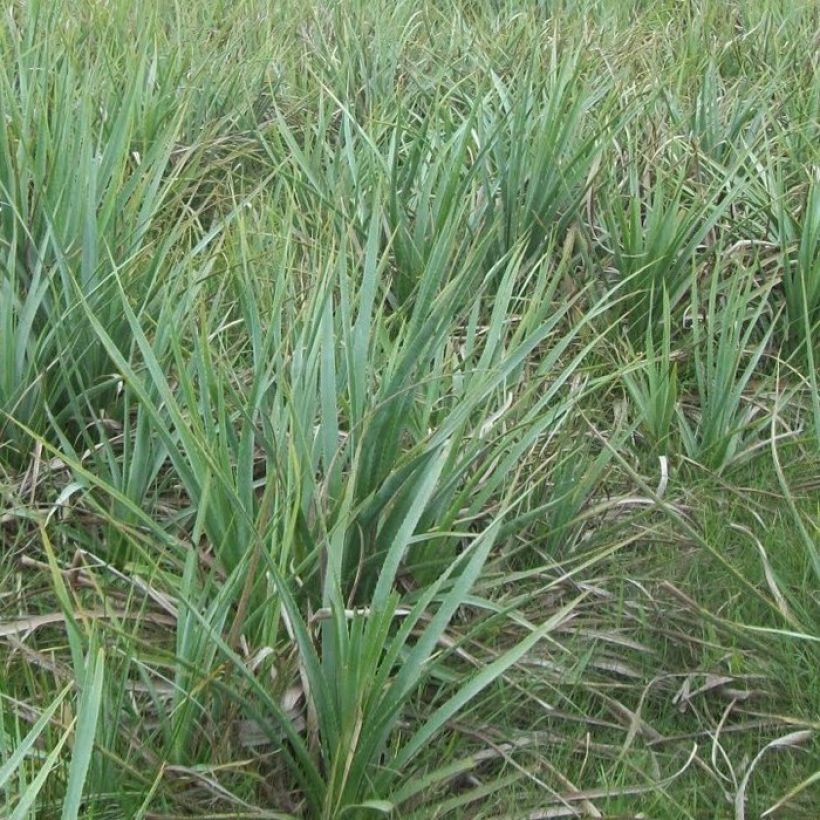Eryngium pandanifolium, Panicaut (Plant habit)